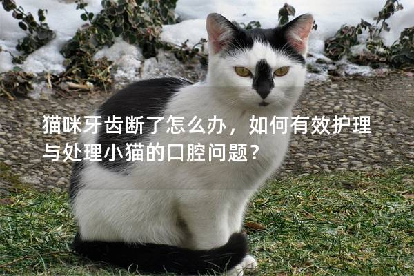 猫咪牙齿断了怎么办，如何有效护理与处理小猫的口腔问题？