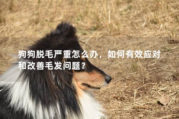 狗狗脱毛严重怎么办，如何有效应对和改善毛发问题？