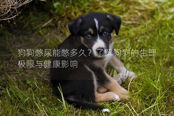 狗狗憋尿能憋多久？了解狗狗的生理极限与健康影响