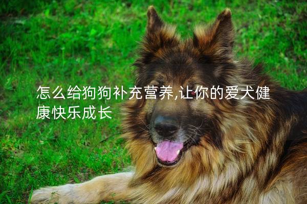 怎么给狗狗补充营养,让你的爱犬健康快乐成长