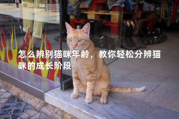 怎么辨别猫咪年龄，教你轻松分辨猫咪的成长阶段