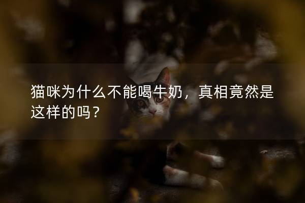 猫咪为什么不能喝牛奶，真相竟然是这样的吗？