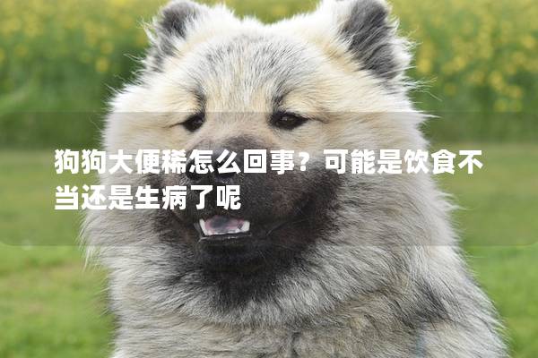 狗狗大便稀怎么回事？可能是饮食不当还是生病了呢