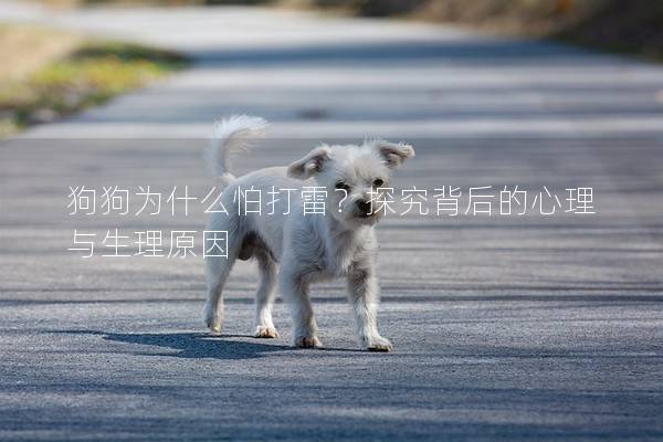 狗狗为什么怕打雷？探究背后的心理与生理原因