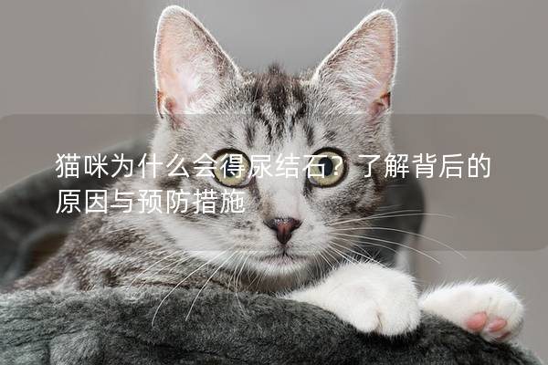 猫咪为什么会得尿结石？了解背后的原因与预防措施