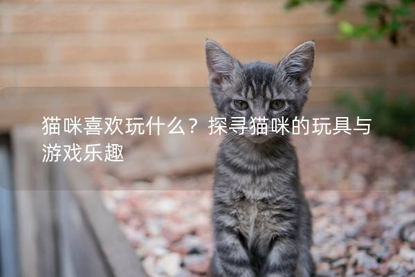 猫咪喜欢玩什么？探寻猫咪的玩具与游戏乐趣