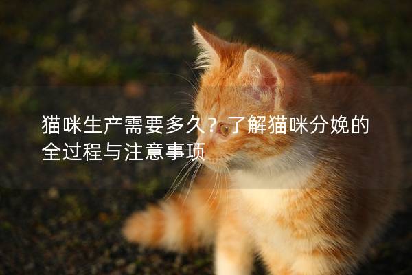 猫咪生产需要多久？了解猫咪分娩的全过程与注意事项