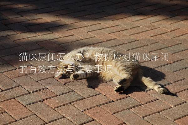 猫咪尿闭怎么办？教你应对猫咪尿闭的有效方法与注意事项