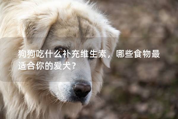 狗狗吃什么补充维生素，哪些食物最适合你的爱犬？