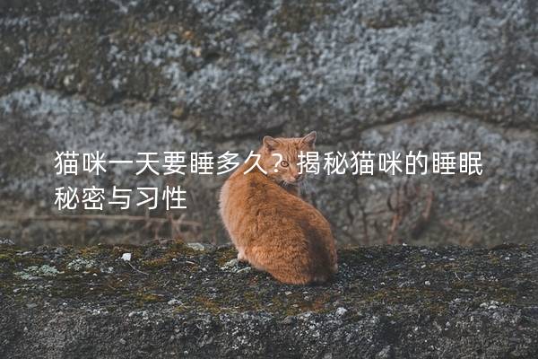 猫咪一天要睡多久？揭秘猫咪的睡眠秘密与习性