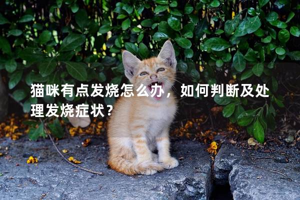 猫咪有点发烧怎么办，如何判断及处理发烧症状？