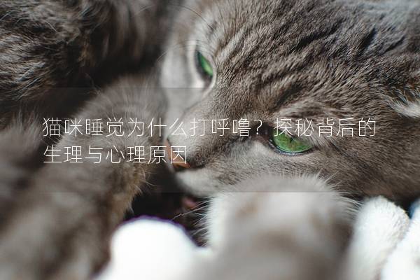 猫咪睡觉为什么打呼噜？探秘背后的生理与心理原因