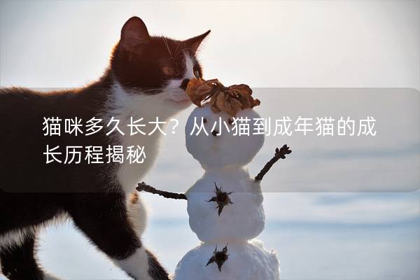 猫咪多久长大？从小猫到成年猫的成长历程揭秘