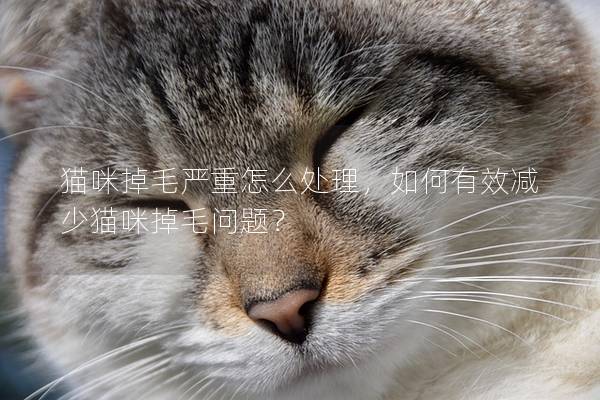 猫咪掉毛严重怎么处理，如何有效减少猫咪掉毛问题？