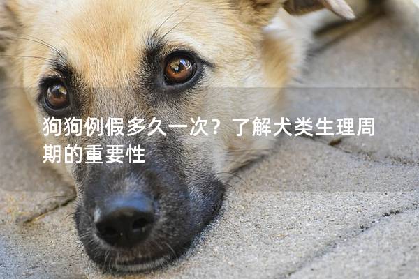 狗狗例假多久一次？了解犬类生理周期的重要性