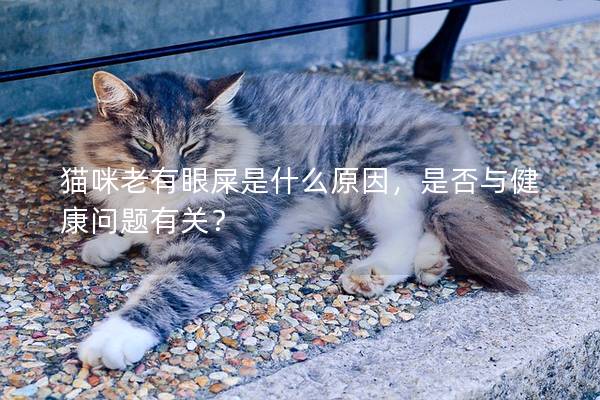 猫咪老有眼屎是什么原因，是否与健康问题有关？