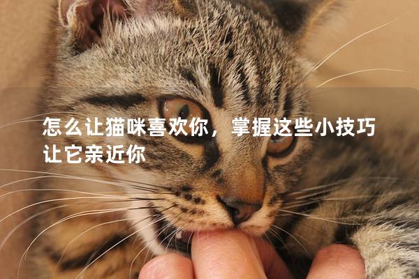 怎么让猫咪喜欢你，掌握这些小技巧让它亲近你