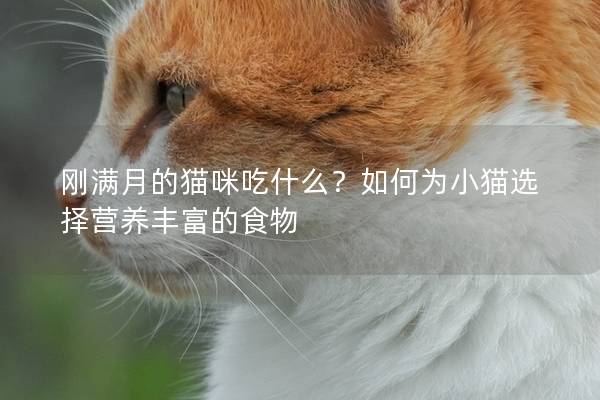 刚满月的猫咪吃什么？如何为小猫选择营养丰富的食物