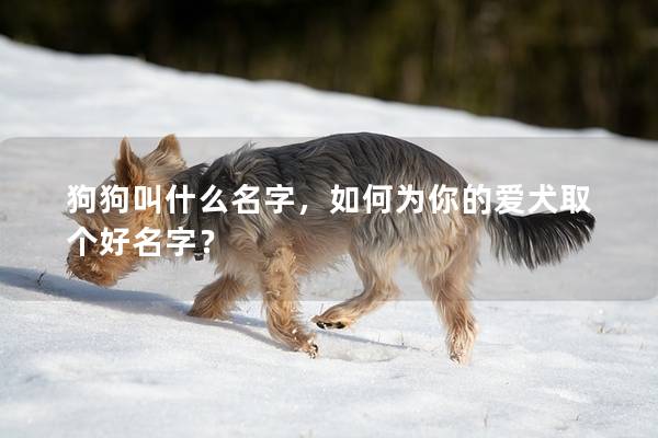 狗狗叫什么名字，如何为你的爱犬取个好名字？