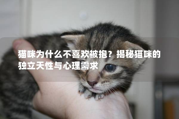 猫咪为什么不喜欢被抱？揭秘猫咪的独立天性与心理需求