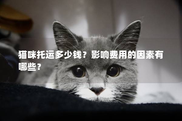 猫咪托运多少钱？影响费用的因素有哪些？