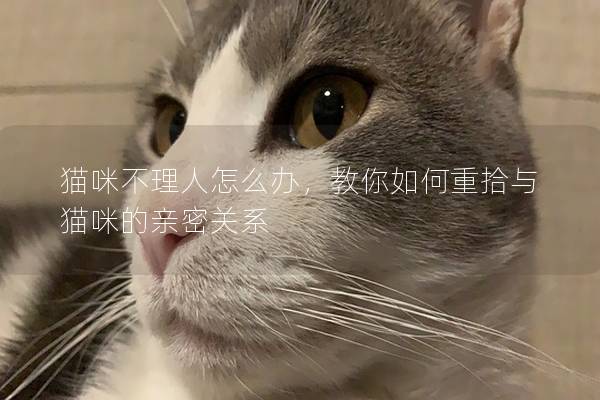 猫咪不理人怎么办，教你如何重拾与猫咪的亲密关系