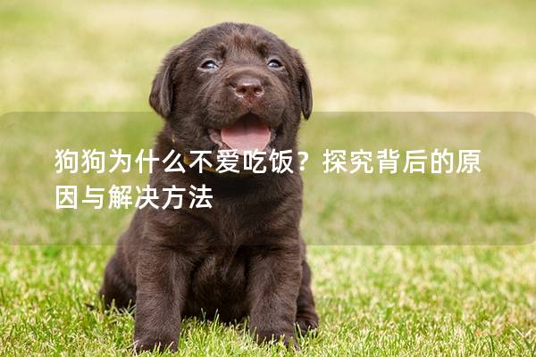 狗狗为什么不爱吃饭？探究背后的原因与解决方法