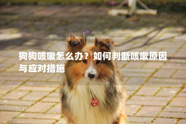 狗狗咳嗽怎么办？如何判断咳嗽原因与应对措施