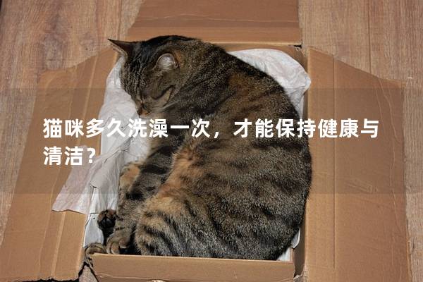 猫咪多久洗澡一次，才能保持健康与清洁？