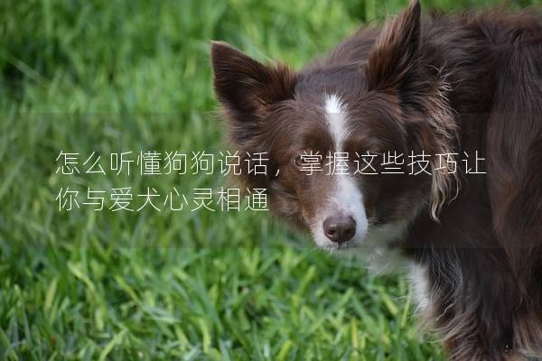 怎么听懂狗狗说话，掌握这些技巧让你与爱犬心灵相通