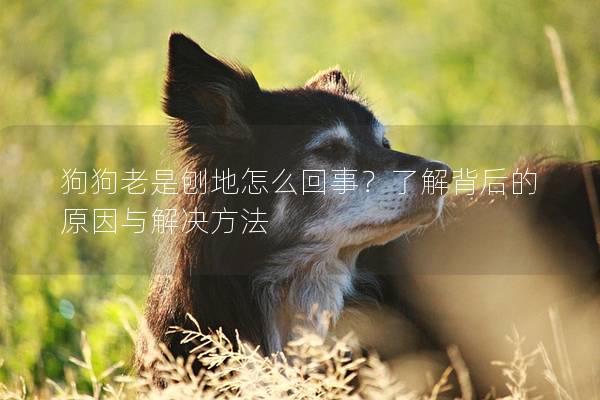 狗狗老是刨地怎么回事？了解背后的原因与解决方法