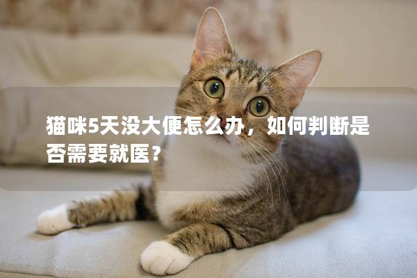 猫咪5天没大便怎么办，如何判断是否需要就医？