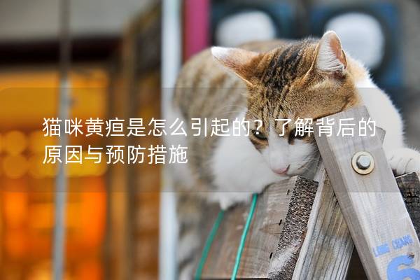 猫咪黄疸是怎么引起的？了解背后的原因与预防措施