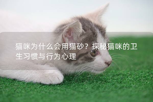 猫咪为什么会用猫砂？探秘猫咪的卫生习惯与行为心理