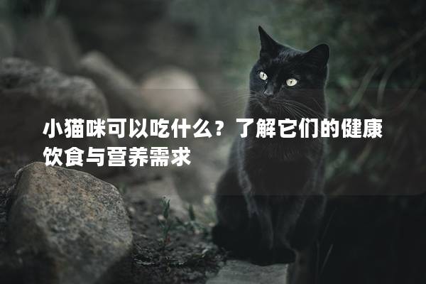 小猫咪可以吃什么？了解它们的健康饮食与营养需求