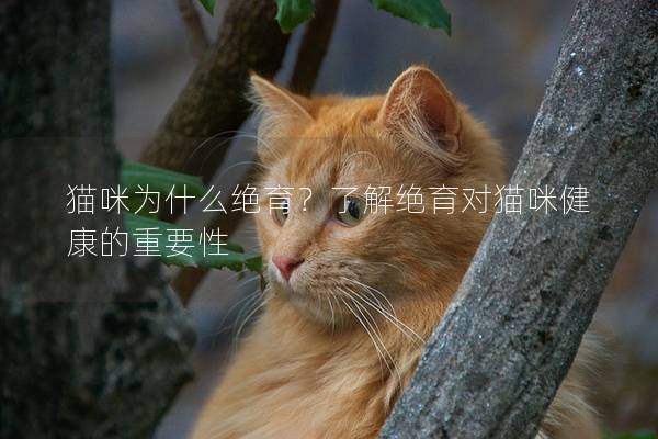 猫咪为什么绝育？了解绝育对猫咪健康的重要性