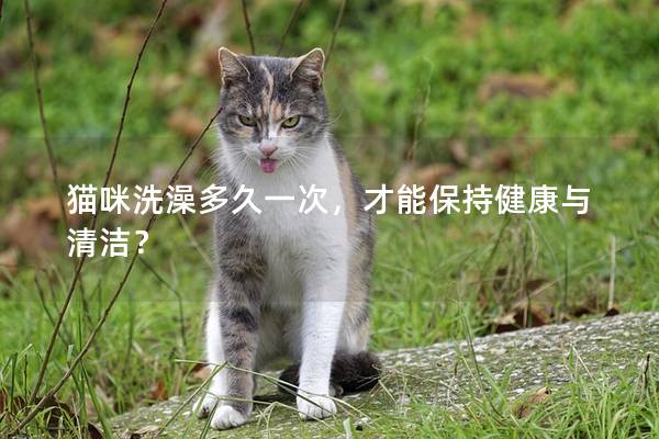 猫咪洗澡多久一次，才能保持健康与清洁？