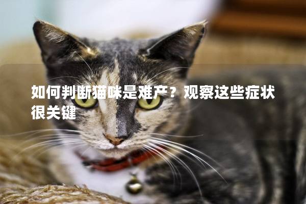 如何判断猫咪是难产？观察这些症状很关键