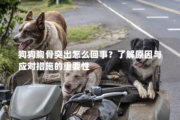 狗狗胸骨突出怎么回事？了解原因与应对措施的重要性