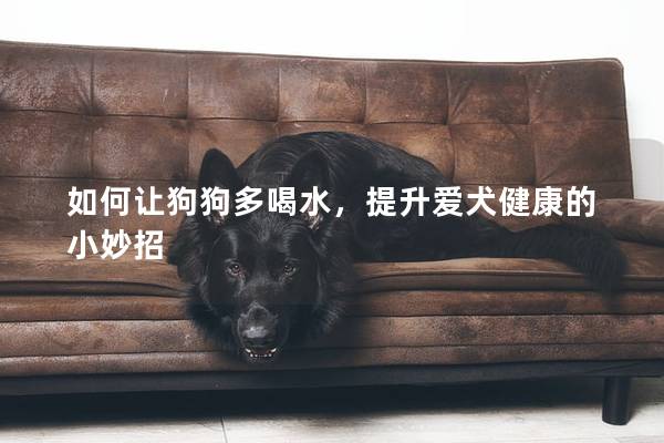 如何让狗狗多喝水，提升爱犬健康的小妙招