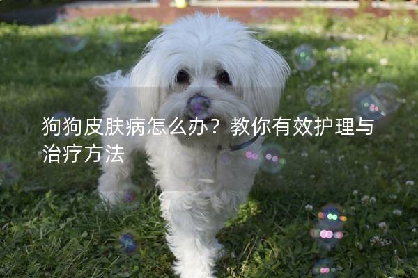 狗狗皮肤病怎么办？教你有效护理与治疗方法