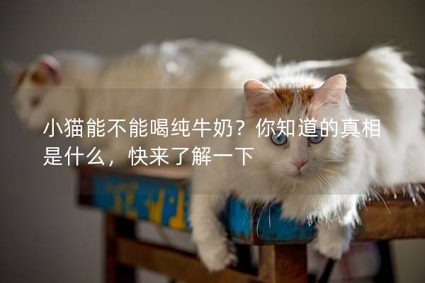 小猫能不能喝纯牛奶？你知道的真相是什么，快来了解一下