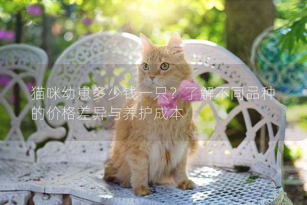 猫咪幼崽多少钱一只？了解不同品种的价格差异与养护成本