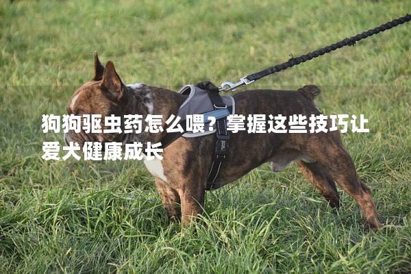 狗狗驱虫药怎么喂？掌握这些技巧让爱犬健康成长