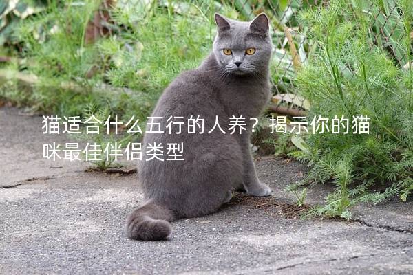 猫适合什么五行的人养？揭示你的猫咪最佳伴侣类型