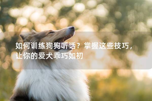 如何训练狗狗听话？掌握这些技巧，让你的爱犬乖巧如初