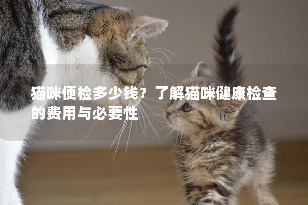 猫咪便检多少钱？了解猫咪健康检查的费用与必要性