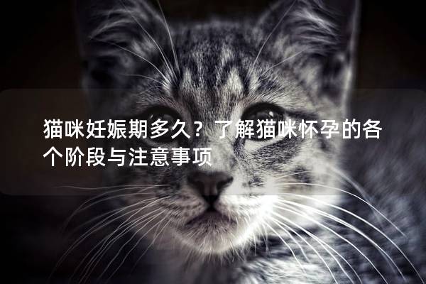 猫咪妊娠期多久？了解猫咪怀孕的各个阶段与注意事项