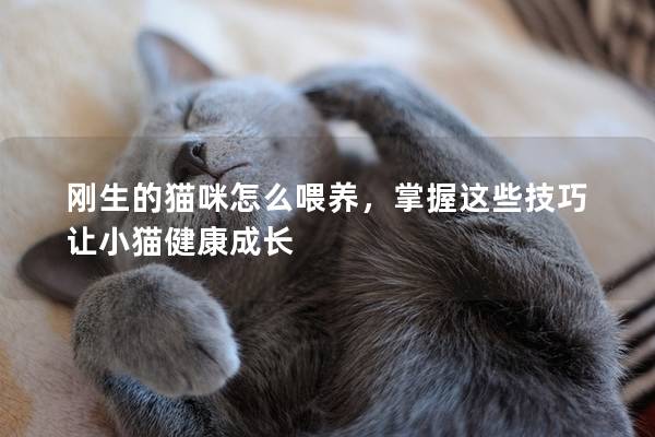 刚生的猫咪怎么喂养，掌握这些技巧让小猫健康成长