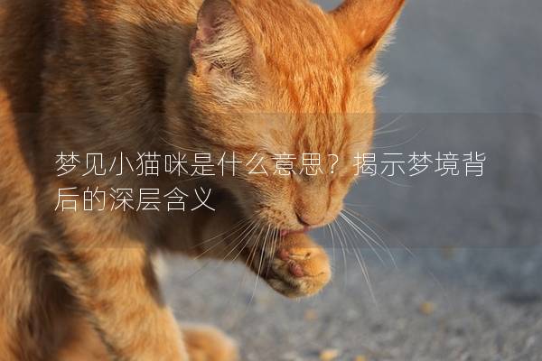 梦见小猫咪是什么意思？揭示梦境背后的深层含义